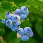 blueberries-3548239_1280